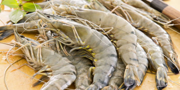 Shrimp – Ifish Hong Kong