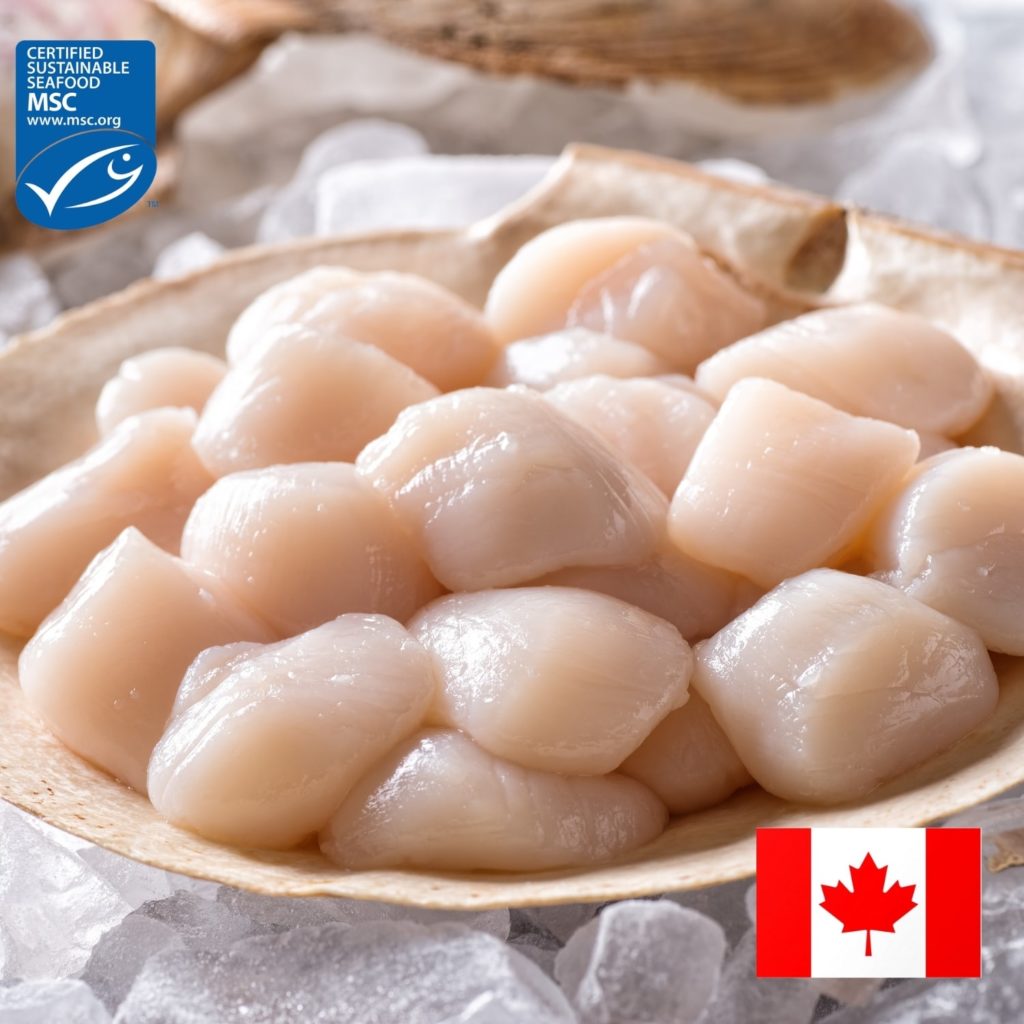 Canadian Scallop Quick Frozen (MSC) Ifish