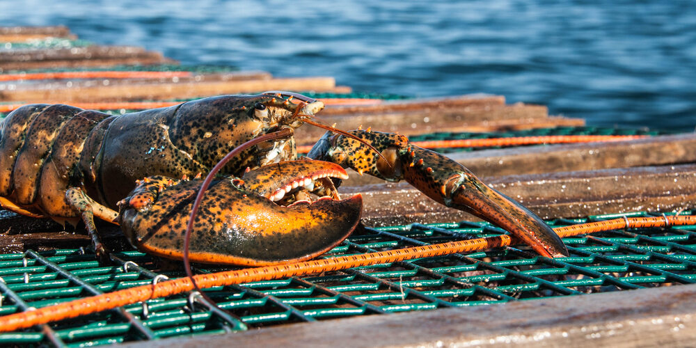 Ifish Lobster Spring Season 2025