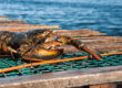 Ifish Lobster Spring Season 2025