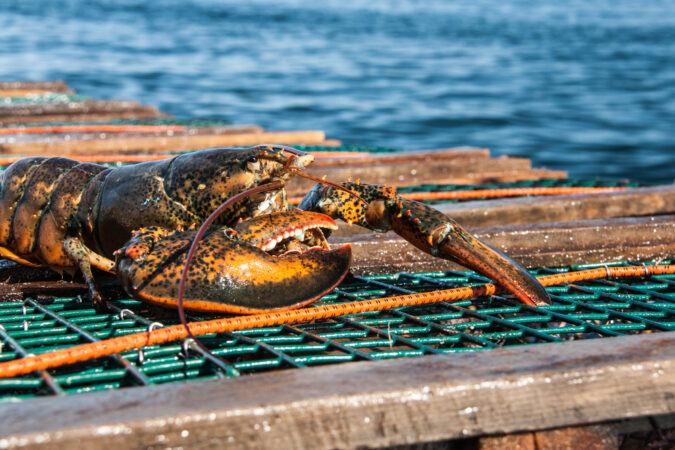 Atlantic,Lobster Ifish Lobster Spring Season 2025