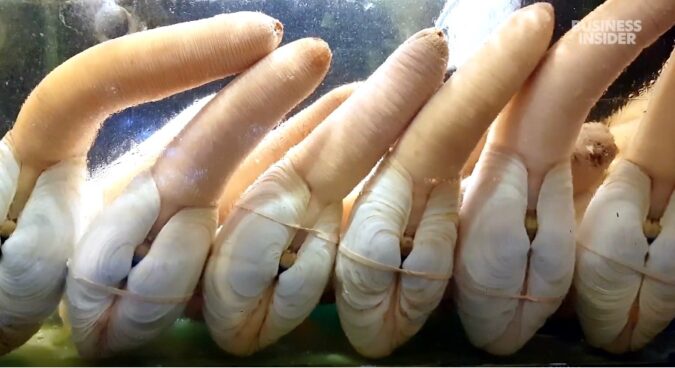 Ifish Blog Geoduck Cover