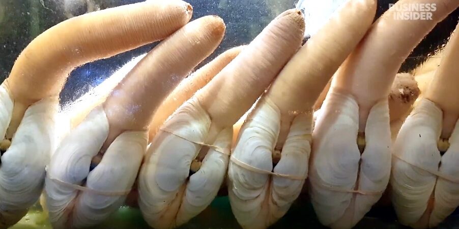 Ifish Blog Geoduck Cover