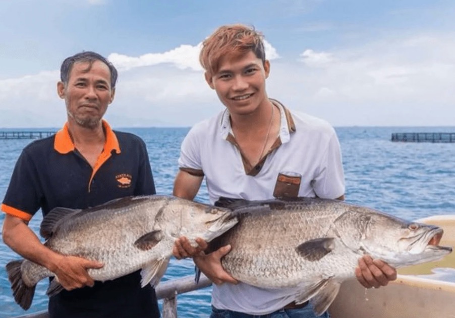 Ifish Barramundi Blog - Better Fish